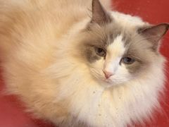 -和它·交个朋友·狗咖猫咖(爱琴海店)