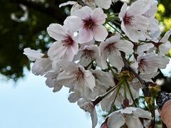 -新虹桥中心花园