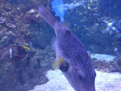 -烟台海昌鲸鲨海洋公园