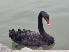 -上海野生动物园