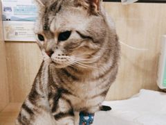 -北京观赏动物医院·24小时大型综合·猫专科·异宠专科