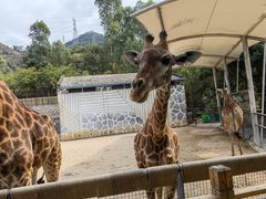 -泉州海丝野生动物世界