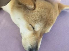 -怪兽屋·羊驼·猫咖·狗咖(俊华广场店)