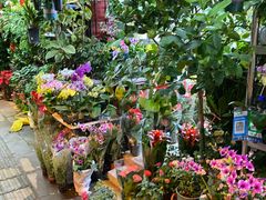 -溪岸路花鸟市场