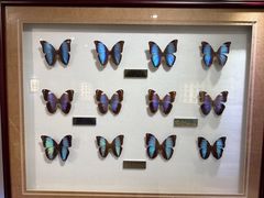 -上海昆虫博物馆