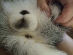 -达爱动物医院·犬猫分区·CT·复杂眼科(远洋山水分院)