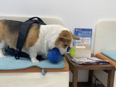 -爱妮康宠物医院·干细胞免疫细胞·肿瘤·心脏(张江店)