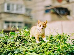 -成都濑川外国语学校