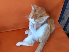 -豆逗聊愈猫阁Easy Life