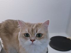 -琪喵猫屋·撸猫猫咖·猫舍