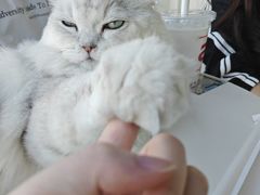 -怪兽屋·羊驼·猫咖·狗咖(俊华广场店)