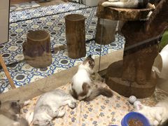 -more than meow吴止猫主题餐厅(承德 中船汇店)