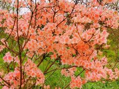 -南汇桃花村
