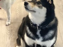 -柴迷FANS CLUB·柴犬狗咖·猫咖