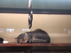 -猫咪博物馆(顶澳仔猫街店)