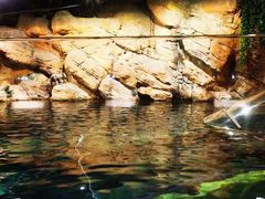 -上海海洋水族馆