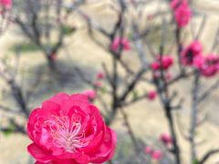 -南国桃园旅游度假区