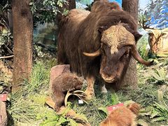 -陕西自然博物馆