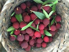 -西山樟坞健康果园枇杷杨梅采摘