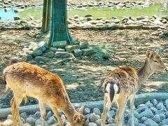 -上海野生动物园