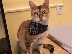 -猫色咖啡·猫咖
