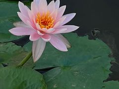 -新兴园饺子馆(北京百子湾店)