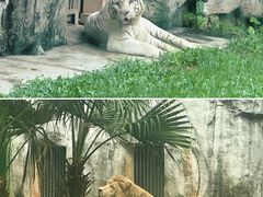 -广州动物园
