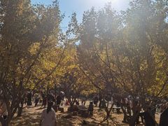 -千年银杏谷文化旅游区