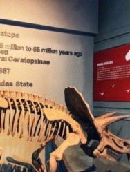 -恐龙探索乐园(磁器口店)