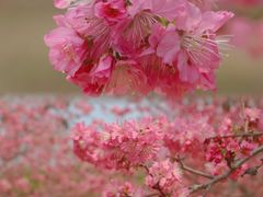 -天适樱花悠乐园