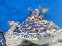 -海合安武汉极地海洋公园