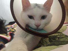 -纳吉亚猫专科动物医院博雅分院