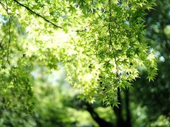 -野宫神社