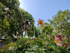 -紫颐香薰山谷景区