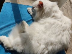 -Anne猫窝咖啡屋