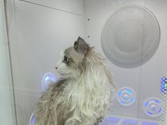 -爱洗澡的猫(天河路店)