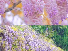 -嘉定紫藤园