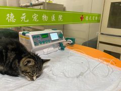 -德元·美联众合24小时动物医院(总院)