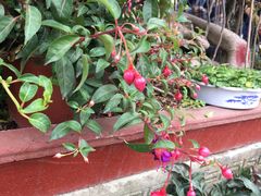 -金科花卉市场