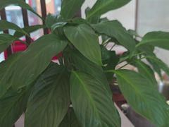 -顺味凤城·顺德菜专门店(九六广场店)