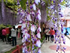 -嘉定紫藤园