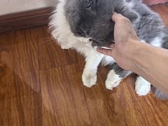 -宠颐生宠物医院·异宠猫科内科·诊疗中心宠巢店