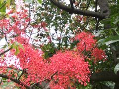 -墨尔本皇家植物园