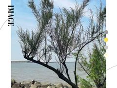 -上海吴淞炮台湾国家湿地公园