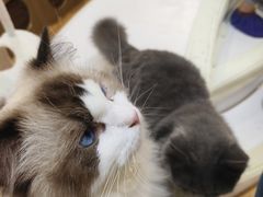 -COLOR PETS 撸猫馆·购猫·猫咖(长风大悦城店)
