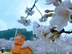-苏州上方山国家森林公园