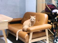 -藏猫猫咖啡主题馆(中央大道店)