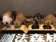 餐具摆设-咖法森林·咖啡  酒吧(天河店)