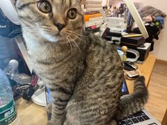 -安安宠医·臻爱宠物医院·宠保定点(营门口路分院)