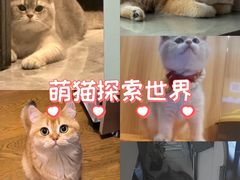 -欣宠猫屋·矮脚拿破仑·蓝金金渐层